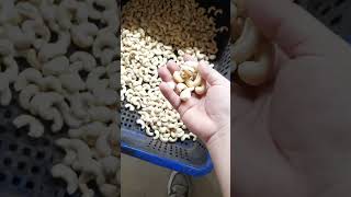 Vietnam Binh Phuoc cashew nuts w240 w320 w180 [upl. by Dlanigger]