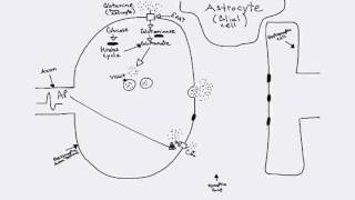 Glutamatergic Synapse [upl. by Luke]