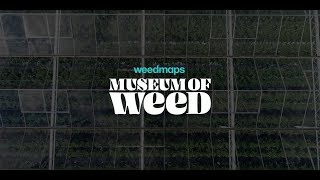 Weedmaps to Open the Museum of Weed WMMW [upl. by Hevak822]