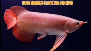 IKAN ARWANA SUPER RED SEDANG MEMIKIRKAN SI CANTIK YANG JAUH DISANA [upl. by Enirual665]