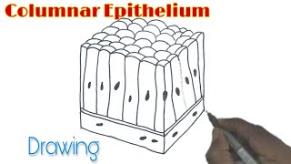 Columnar Epithelium Drawing How to draw Columnar Epithelium [upl. by Ardnosak851]