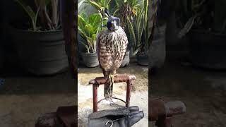 Lagi santuy birds alapalap hunting birdofprey animals shortvideo [upl. by Auqkinahs166]