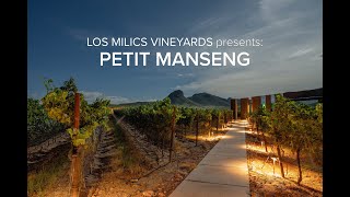 Los Milics Vineyards Petit Manseng [upl. by Neffirg898]