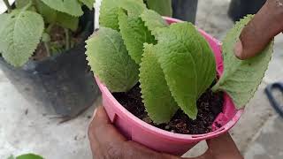 PropagateGrow Mexican mintCuban OreganoColeus Amboinicus Easily Using Stem CuttingLeaves [upl. by Francesca577]