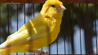 canary singing video  the best canary training song 40 minutes [upl. by Ruskin]