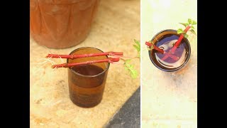 Summer PlantIresine Plant PropagationRooting Cuttings in WaterUrdu [upl. by Enitnelav967]