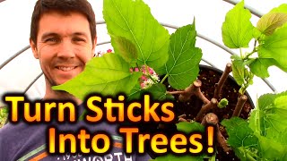 How to Grow Mulberry Trees from Cuttings  Expanding Our Fruit Trees Beginnings of a Food Forest [upl. by Haeel]