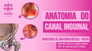 Canal Inguinal  Monitoria de Anatomia Médica da PUCPR [upl. by Ilene23]