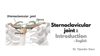 Sternoclavicular joint  Introduction  English [upl. by Demaggio]