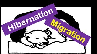 Hibernation And Migration Animals for Kids [upl. by Akirej]