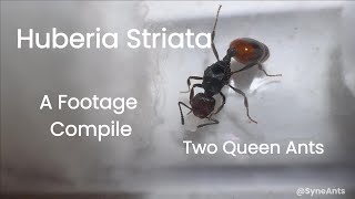 Huberia Striata Footage Compile  Week 2 amp 3 [upl. by Amhsirak]