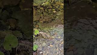 Waterfalls Kamenica i Gostovich  Bonus Jablanica Zdrava Voda waterfall waterfalls river bosnia [upl. by Curtis]