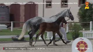 Lot 35 v Vigaro  Congress [upl. by Bettye866]