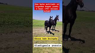 ot qilaman boqamna deganga zur ot buladi sevishganlarsuhbati horse [upl. by Manville358]