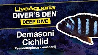 LiveAquaria® Diver’s Den® Deep Dive Demasoni Cichlid Pseudotropheus demasoni [upl. by Poppy]