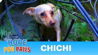 Saving a homeless Chihuahua who was NOT ready yet for human contact story [upl. by Beata]