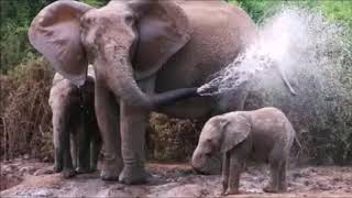 Babille Elephant sanctuary Ethiopia [upl. by Sileray]