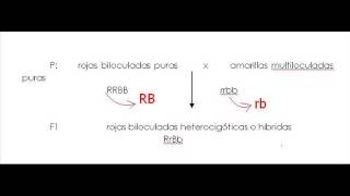 Problemas de genética 3ª Ley de Mendel [upl. by Nawiat]