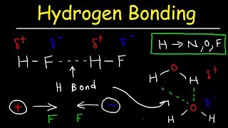 Hydrogen Bonds In Water Explained  Intermolecular Forces [upl. by Nivlad]