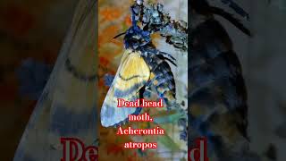 БРАЖНИК МЕРТВА ГОЛОВА СУШИТ КРИЛЬЦА Dead Head Moth Acherontia atropos Sphingidae Kyiv Ukraind [upl. by Enelime]