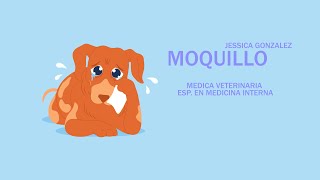 Moquillo en Perros Síntomas Prevención y Tratamiento [upl. by Gnanmas612]