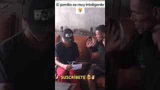 PERRO SABE LEER ulisesvochidovlogs vochido66 vochido69 vochido77 humor funnyvideo funny risa [upl. by Labotsirhc]