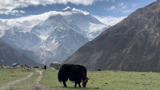 MANASLU CIRCUIT TREK LARKE PASS [upl. by Leafar826]