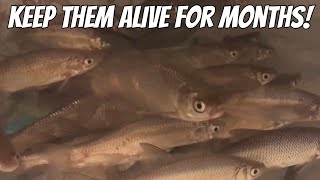 How to Keep Minnows Alive in Your Refrigerator [upl. by Pierpont]