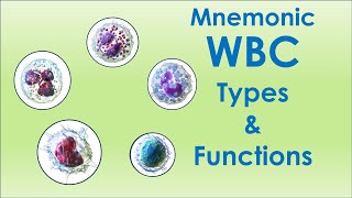 Leucocytes and Their Functions  Mnemonic  By Dr Ganesh M Adelkar [upl. by Mayyahk961]