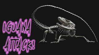 Armando el esqueleto de una iguana negra  Build a black iguana skeleton [upl. by Lavotsirc873]