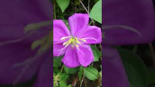 spanishshawlrudraglorybushplant heterotisrotundifolia pinklady rockrose melastomataceae [upl. by Aihsei868]