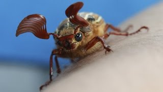 Backyard Critters June Beetle [upl. by Onairelav665]