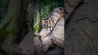 Formosan clouded leopard [upl. by Annayram]