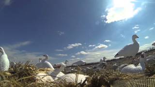 Snow Goose Hunt March 2014 Habitat Flats Day 3 [upl. by Anegal908]