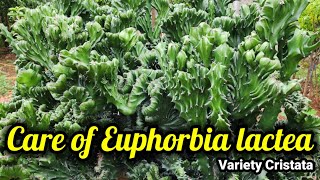 How to Grow and Care Euphorbia Lactea cristata [upl. by Eimas]