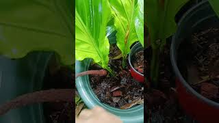 Anthurium stem cutting Propagation plantingtips happygardening [upl. by Atinele]