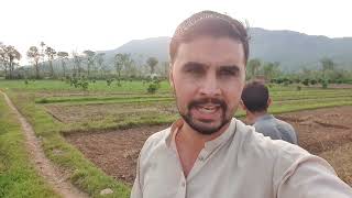 Pakistani Village Life Style 😍 Pea Farming [upl. by Aehs360]