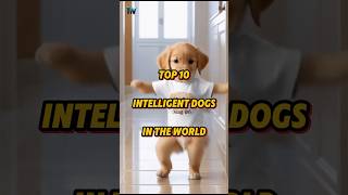 Top 10 Intelligent Dogs In The World shorts top10 top10dogs [upl. by Mccully]