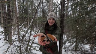 Family Homestead in The Alaskan Wilderness  Winter Foraging amp Fermenting [upl. by Kcaj]