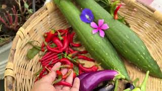 Terrace garden mein Organic Sabzi Ki harvest  Ghar ki Kheri [upl. by Chanda8]