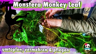 Monstera Monkey Leaf  Monstera umtopfen vermehren amp pflegen  Monkey Leaf Ableger 🌱🌱🌱 [upl. by Nepsa750]