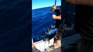 Yellowfin Tuna Fishing  Eden Craft [upl. by Onder]