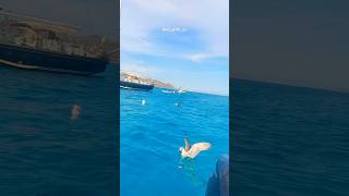 Exploring Ocean Life Amazing Seabirds in Flight 🛥️🚤🕊️🌊birds touristattractions beach [upl. by Aramen]