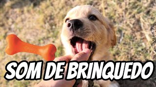 SOM DE BRINQUEDO para Cachorro toy song for dog [upl. by Gabi995]