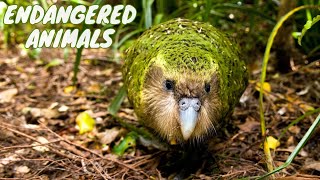 10 Most Endangered Animals Youve Never Heard Of in 2024by animalwondery [upl. by Rento]