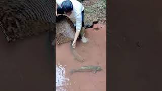 The process of catching grass carp in streams [upl. by Tonneson]