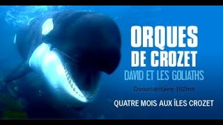 Orques de Crozet ces gigantesques éléphants de mer [upl. by Naugal781]