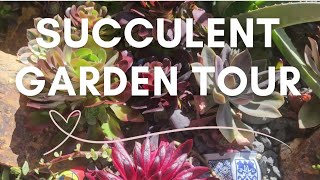 Curious About Front Yard Succulent Gardens Watch This [upl. by Kerrin]