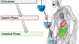 Alpha Amylase Activity Assay for In Vitro Food Digestion 2014 Minekus et al Food amp Function [upl. by Nollid]