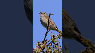 Elusive Dunnocks shrill song  Bird sounds shorts [upl. by Boykins]